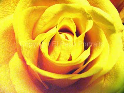 Yellow Rose Of Texas - QwickStep Answers Search Engine